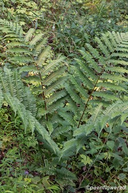 Plant form
